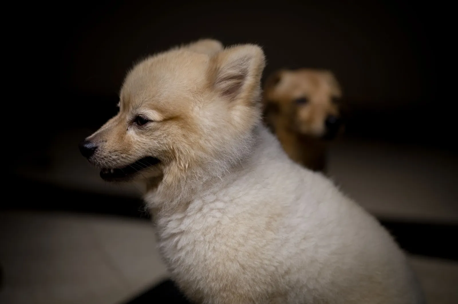 Small puppy sitting indoors during early weeks of life