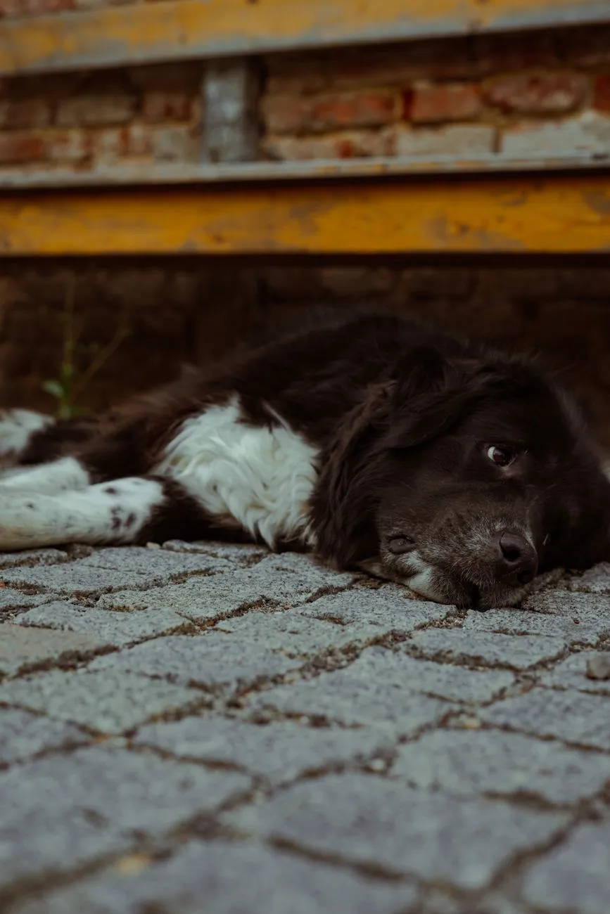 Tired-looking dog that needs a veterinary parasite check