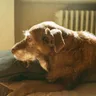 How Long Can a Dog Live? Average Lifespan by Size Guide