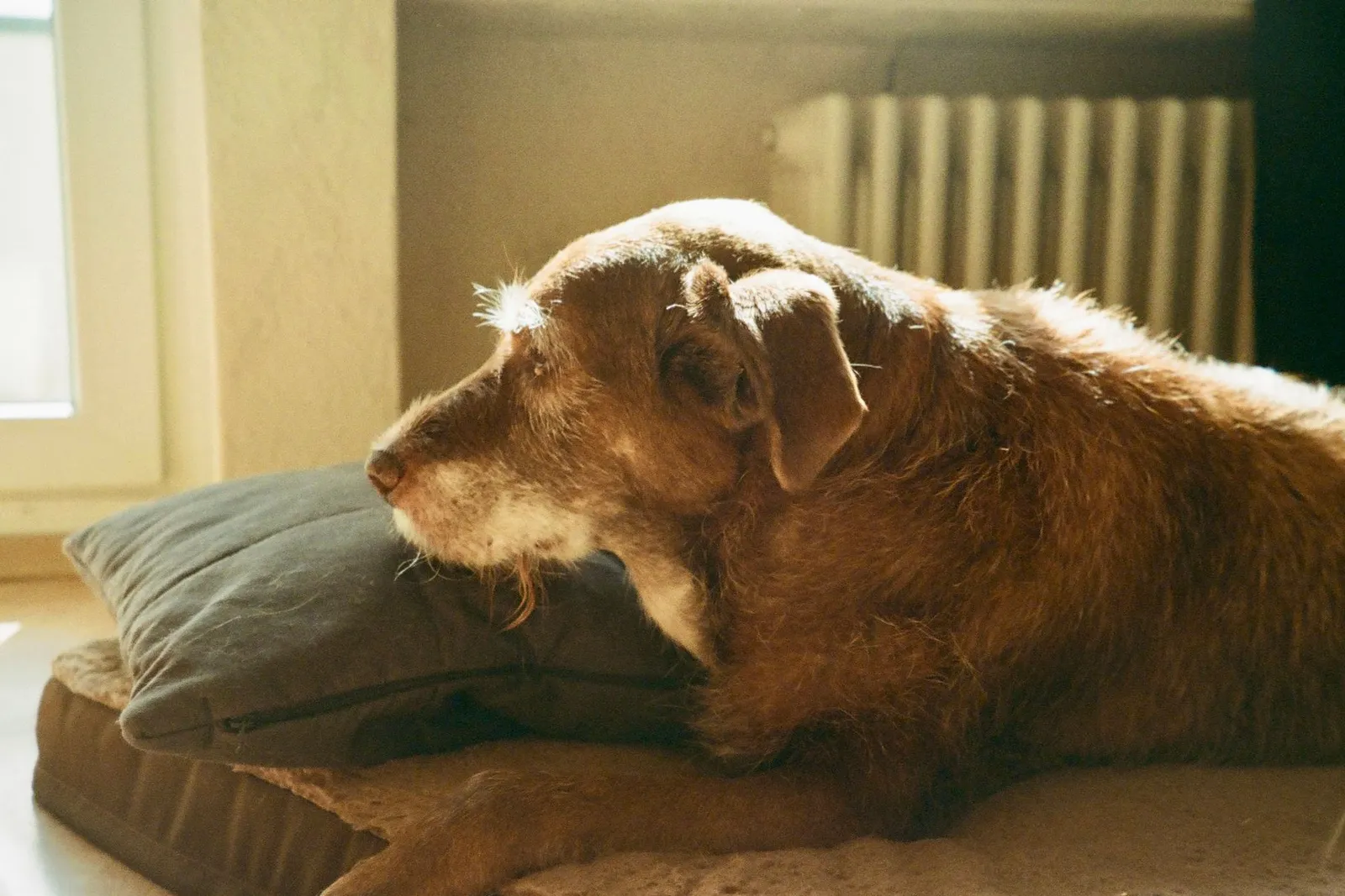 How Long Can a Dog Live? Average Lifespan by Size Guide