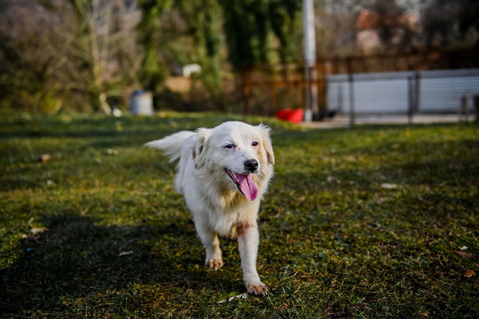 Healthy adult dog standing on grass outdoors