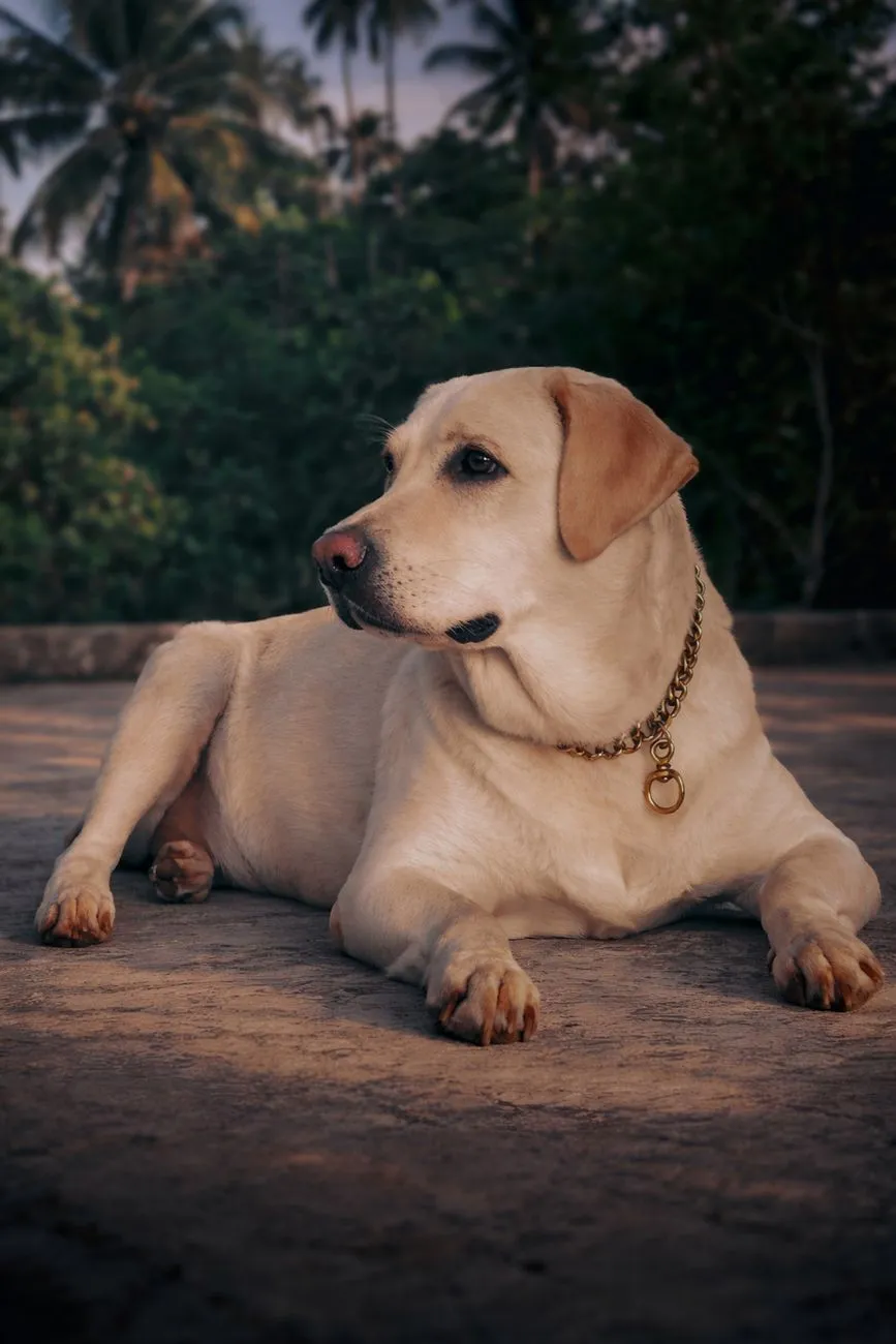 Labrador retriever sitting outdoors in warm light