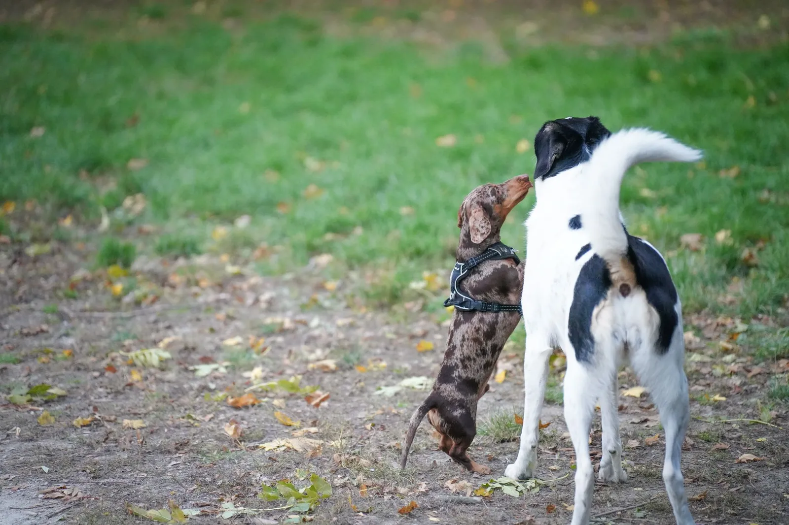 Small dog beside a larger dog outdoors