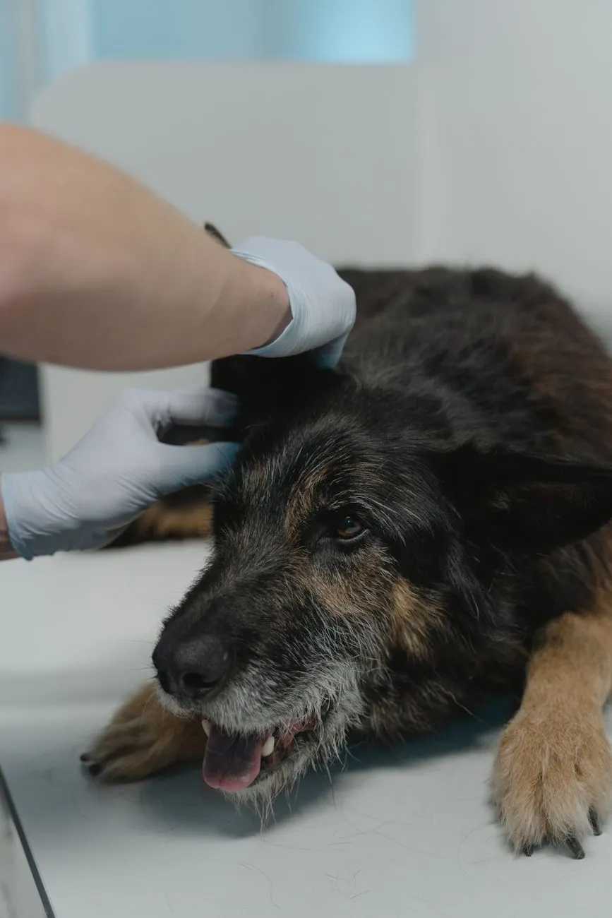 Veterinarian gently examining a dog during a checkup