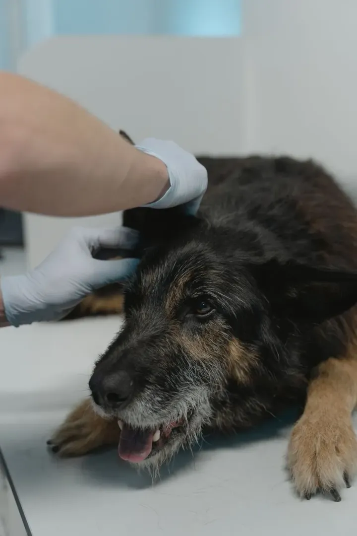 Veterinarian gently examining a dog during a checkup