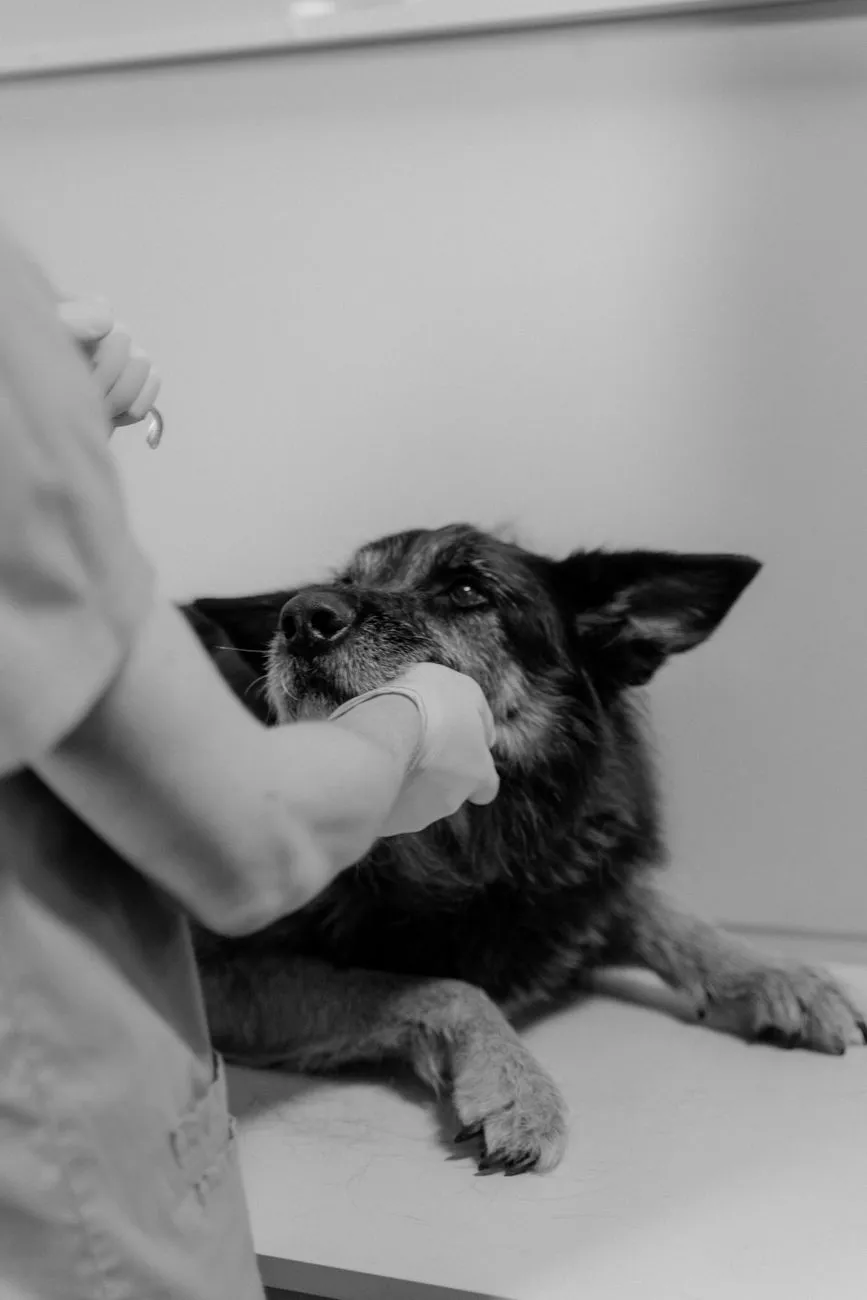 Dog parent checking gums while watching appetite closely