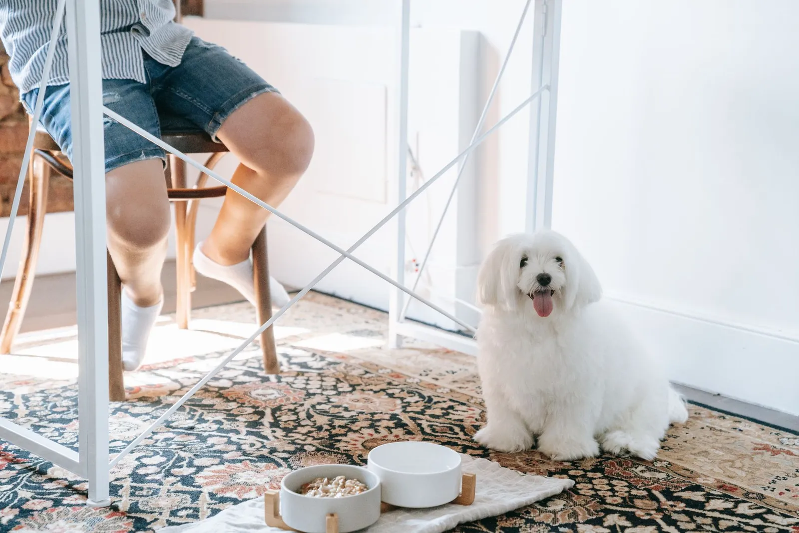How Long Can a Dog Survive Without Food — Call Vet by Day 2