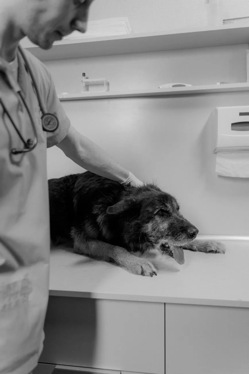 Sick dog at a clinic where illness shortens safe fasting time