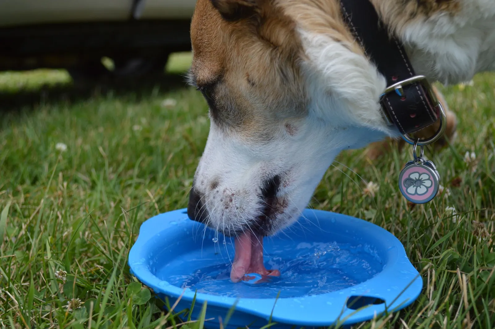 Dog drinking water which matters more than skipped meals