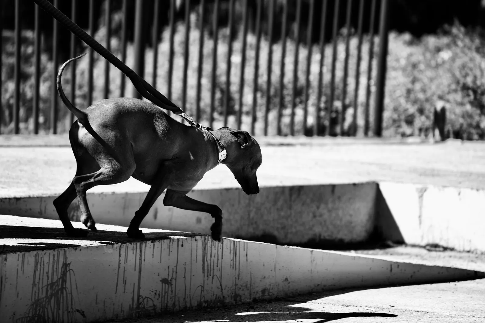Lean dog side profile showing body condition during weight loss