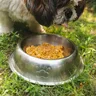 How Long Can Dog Wet Food Sit Out?