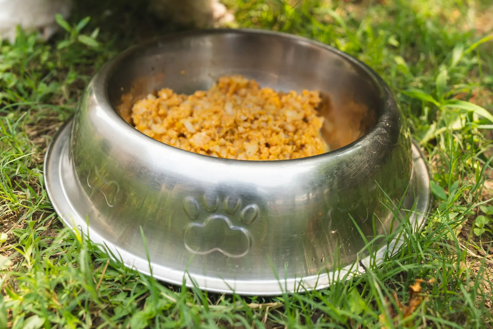 How Long Can Dog Wet Food Sit Out?
