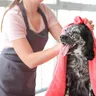 How Long Does Dog Grooming Take? A Quick Guide
