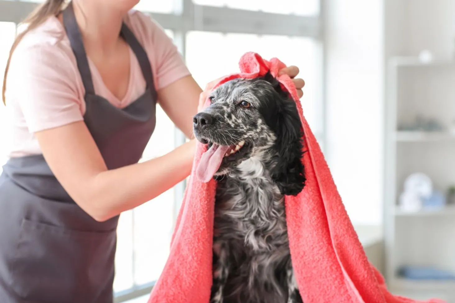 How Long Does Dog Grooming Take? A Quick Guide