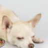 How Long Does Dry Dog Food Last? Tips for Safe Storage