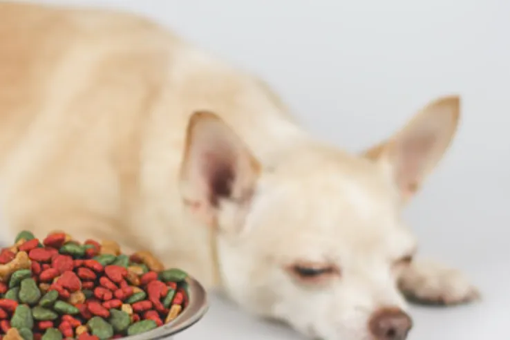 How Long Does Dry Dog Food Last? Tips for Safe Storage