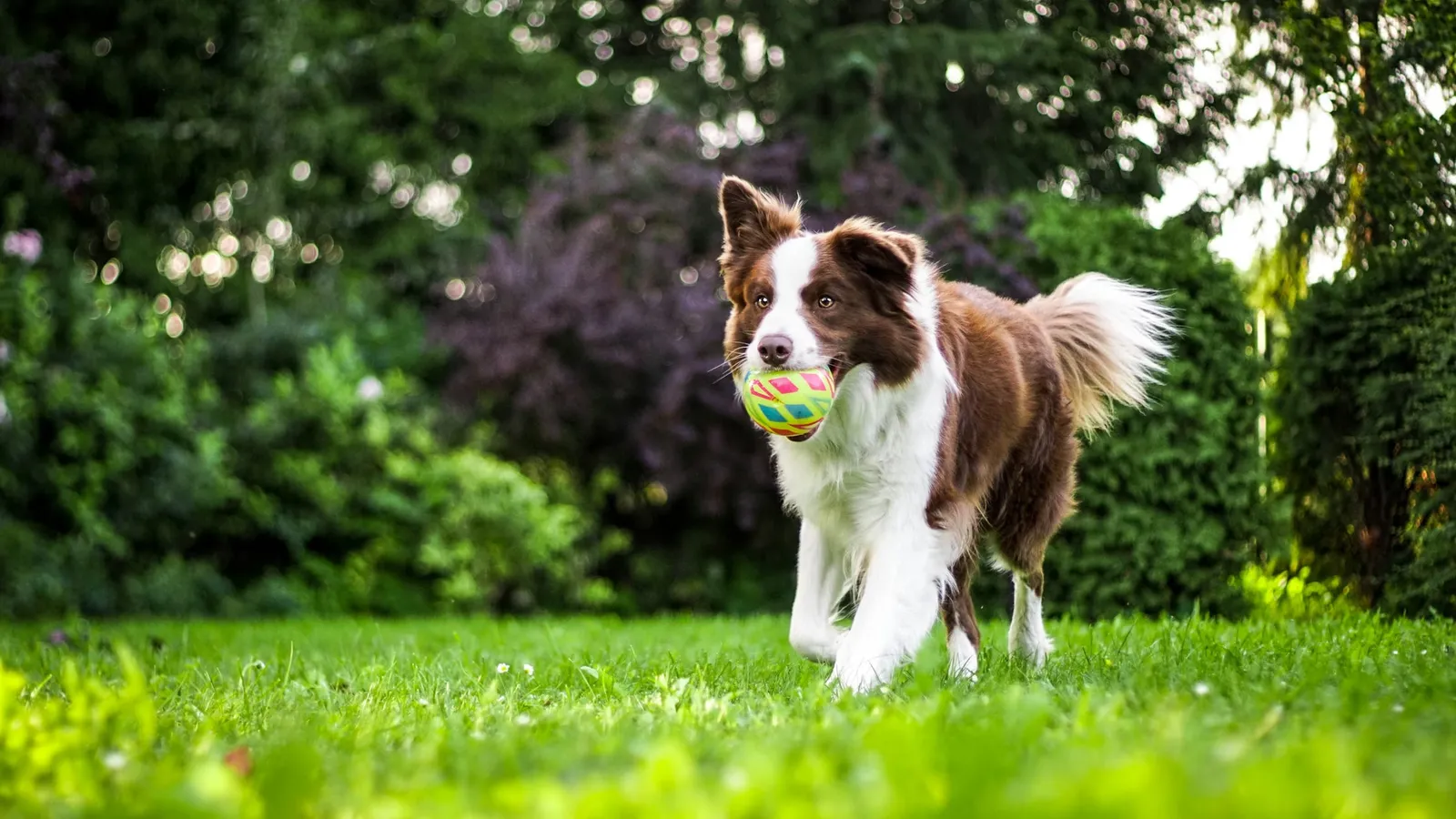 Border collie running across a lawn with a ball in its mouth