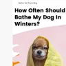 How Often Should I Bathe My Dog?