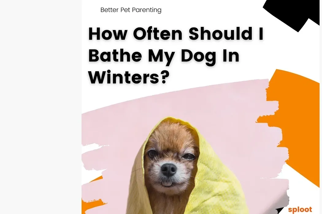 How Often Should I Bathe My Dog?