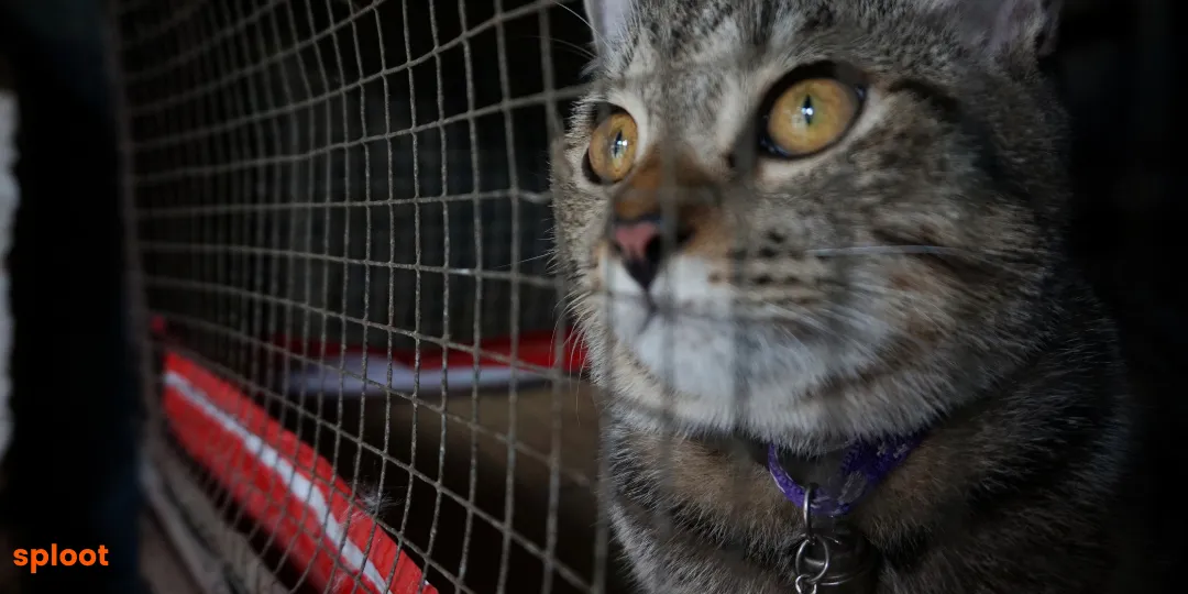 Tabby cat with a collar looking out from behind a wire cage