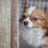 How to Act Against Animal Cruelty in India: A Comprehensive Guide