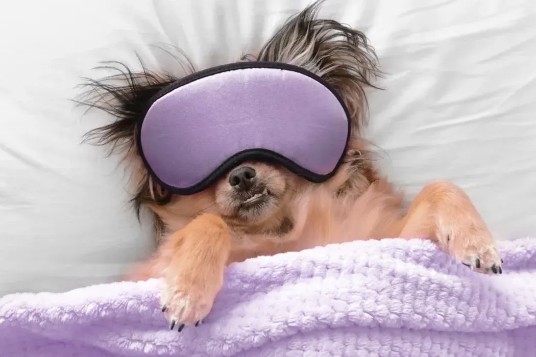 How to Calm a Dog Down: Tips for Relaxing Your Dog