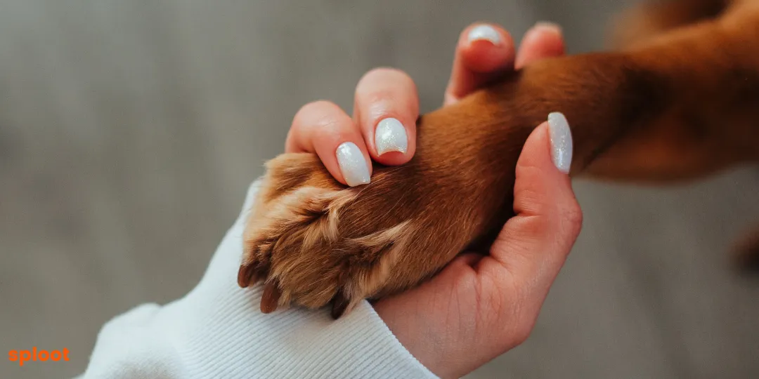 Person gently holding a ginger dog's paw in their hand