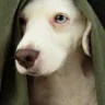 How to Deal with Separation Anxiety in Dogs: A Comprehensive Guide