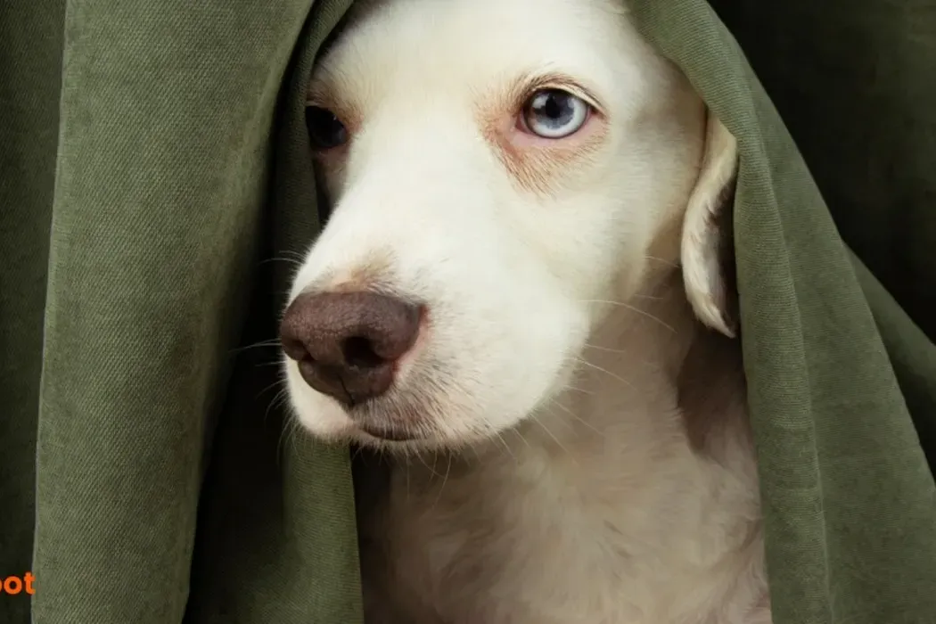 How to Deal with Separation Anxiety in Dogs: A Comprehensive Guide
