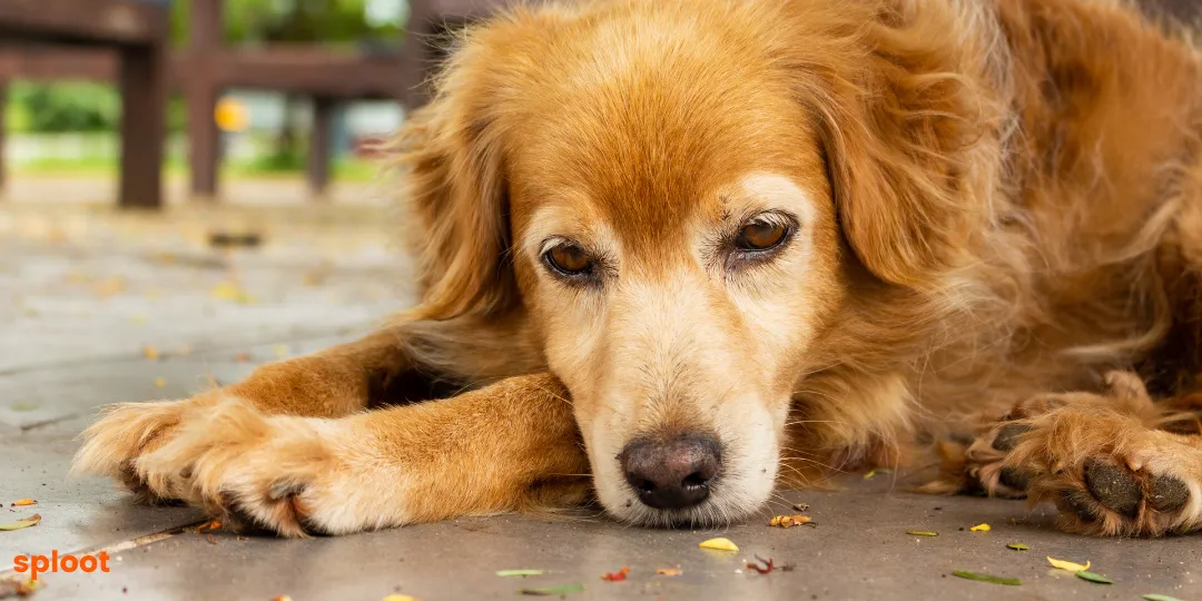 Golden retriever resting its chin on its paws on a patio