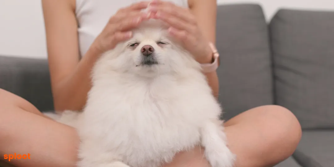 Person gently massaging a fluffy white Pomeranian seated on a grey couch