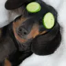 How to Give Your Dog a Relaxing Spa Day at Home: A Pampering Experience for Your Dog