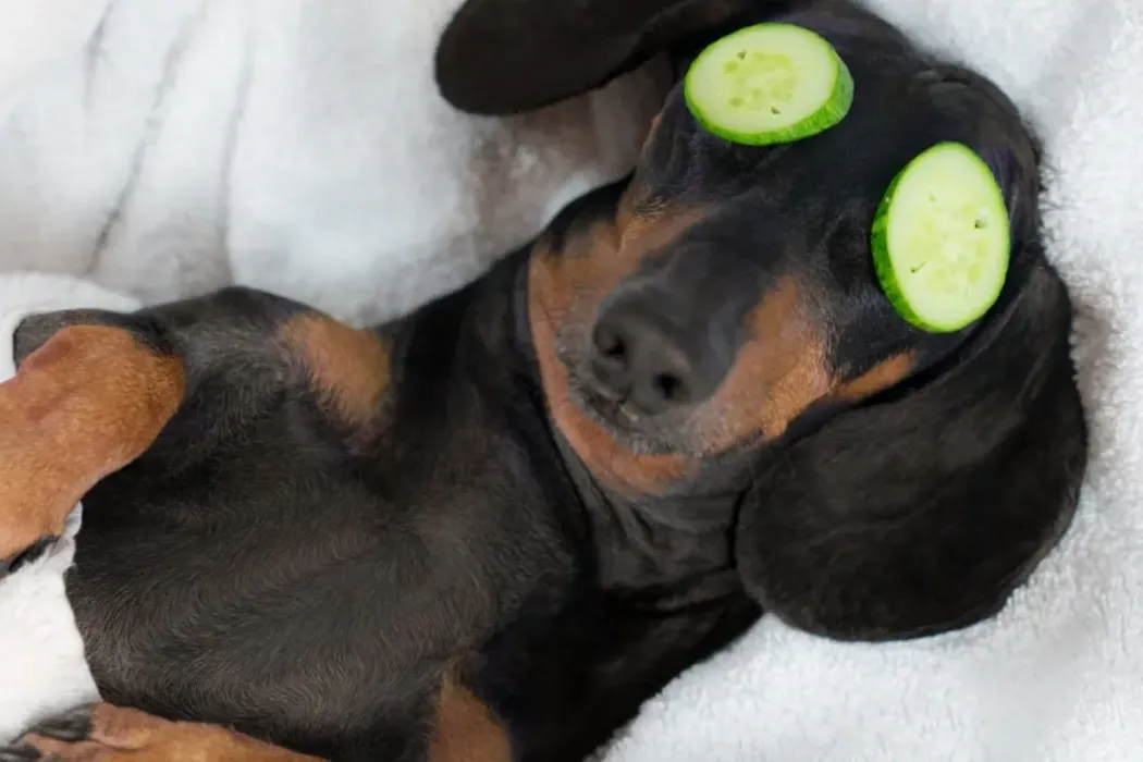 How to Give Your Dog a Relaxing Spa Day at Home: A Pampering Experience for Your Dog