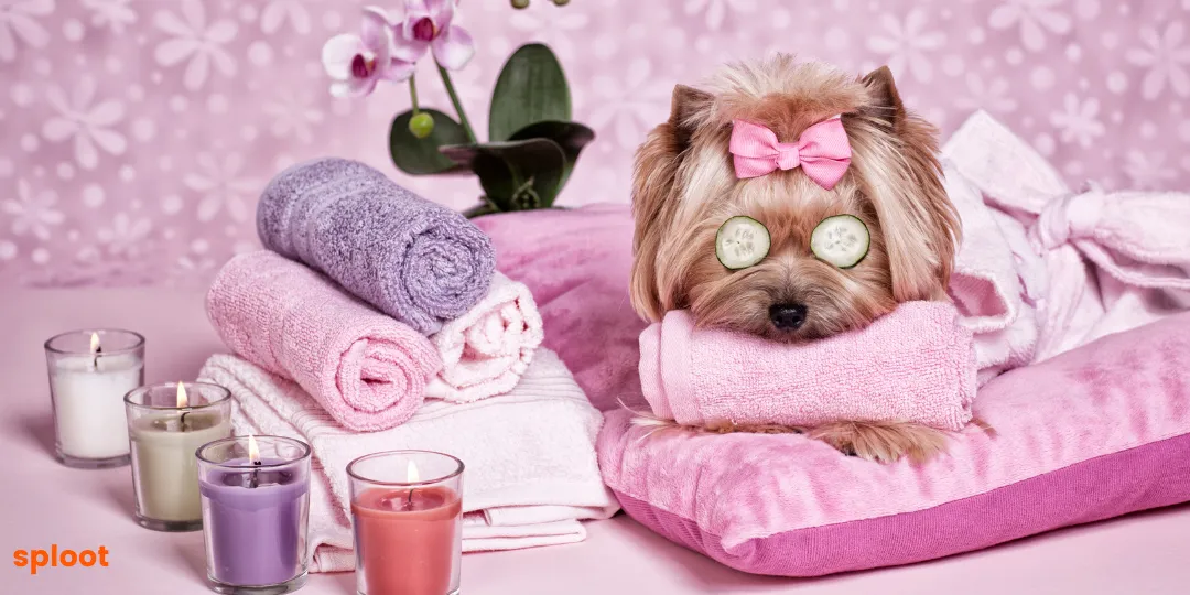 Yorkshire terrier with cucumber slices over its eyes surrounded by spa towels and candles