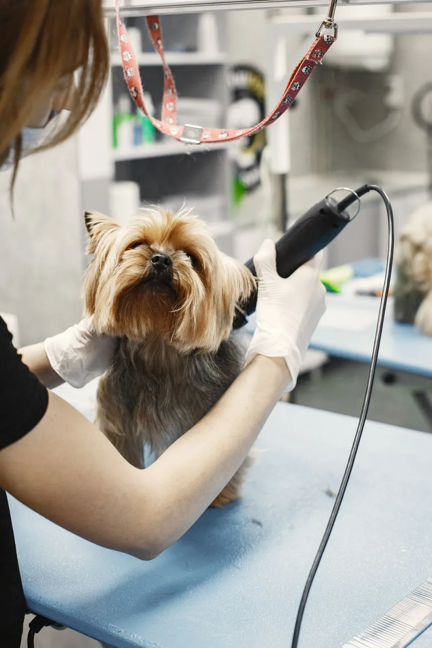 Owner doing a light paw pad trim on a calm dog at home