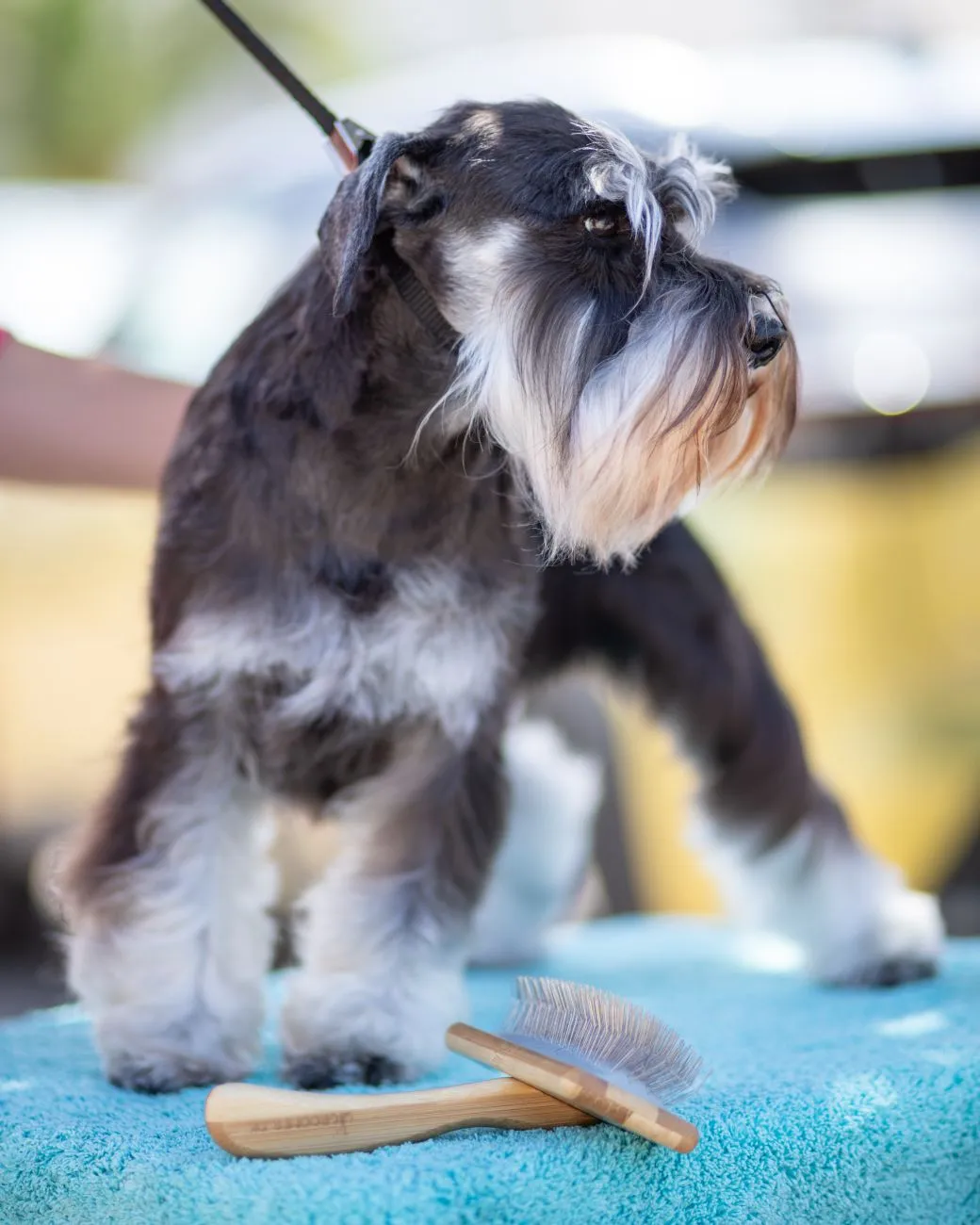 Owner working through a home grooming session step by step on a small dog