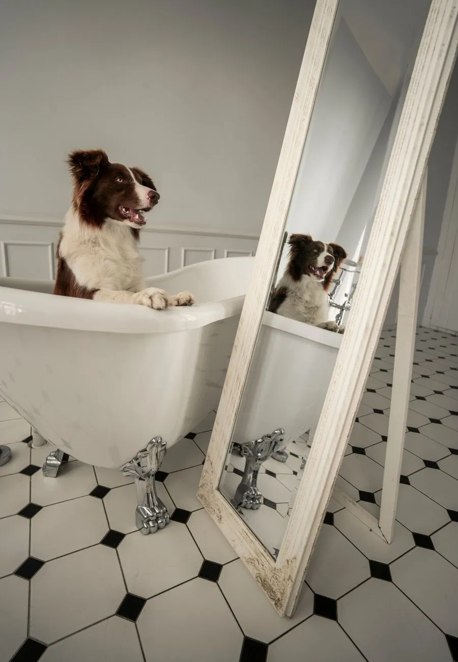 Dog being thoroughly rinsed during a home bath