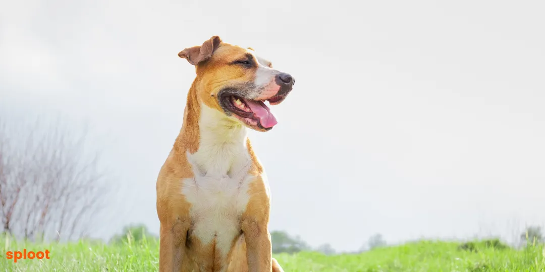 Tan and white dog sitting on grass, mouth open and panting