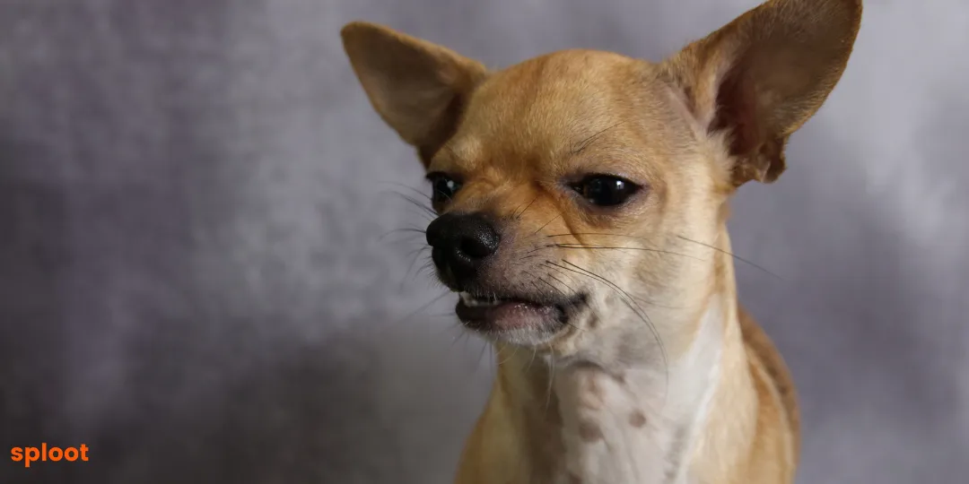 Tan chihuahua with narrowed eyes and bared teeth in close-up