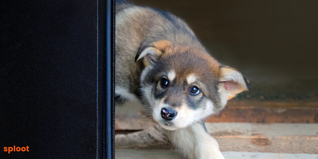 Wolf-like puppy crouched low near a doorway with a wary expression