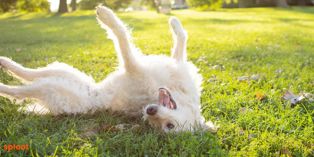 Fluffy white dog rolling on its back in grass with legs in the air