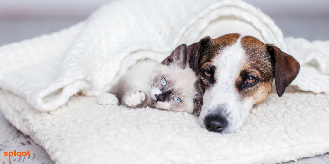 Dog resting with a kitten on a white blanket, ears relaxed and low