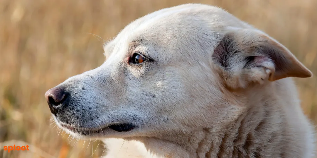 Close profile of a white dog's head with one ear folded back near its neck