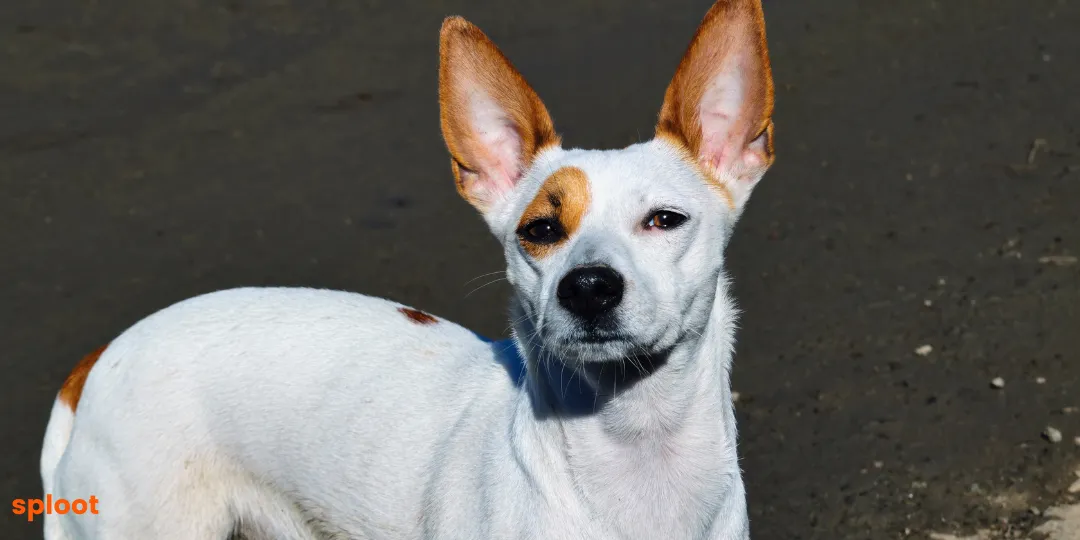 White and tan dog with ears pricked sharply forward, looking alert outdoors