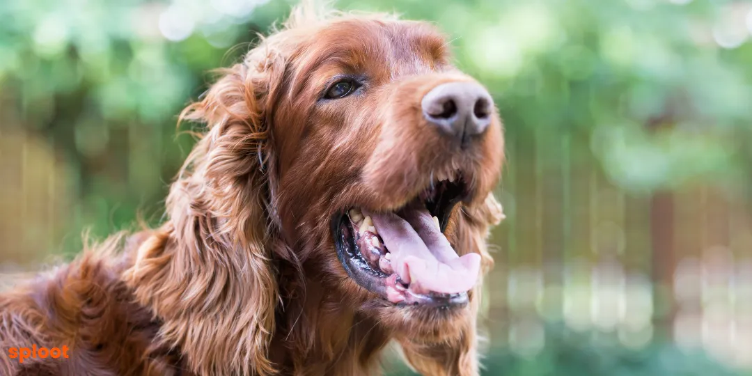 Red setter panting outdoors with mouth open and tongue out