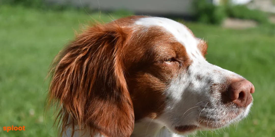 Brown and white spaniel's face in close-up with eyes half-closed