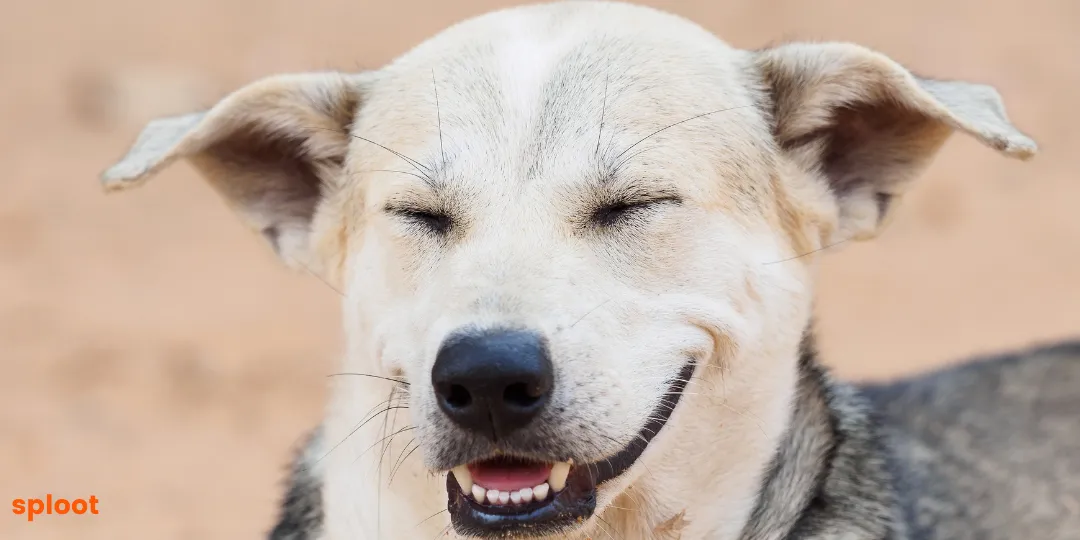 Close-up of a dog's relaxed face with eyes closed and a soft, open mouth