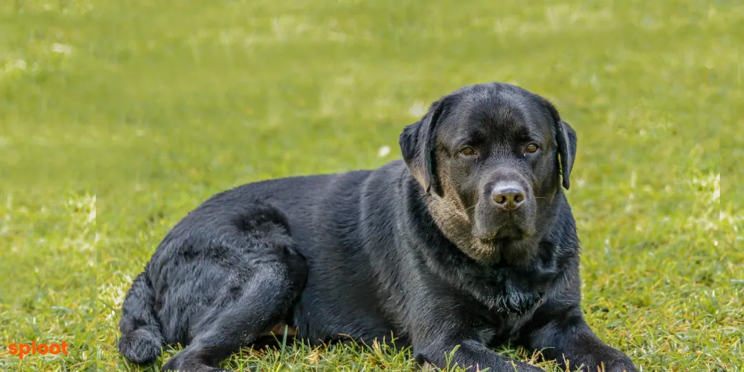 Black Labrador lying in grass with a calm, alert expression