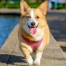 How to Read Dog Body Language: Decoding the Secrets