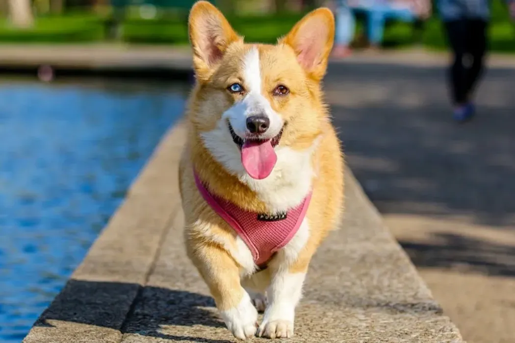 How to Read Dog Body Language: Decoding the Secrets